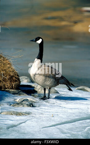 Canada Goose (Branta canadensis), Inglewood Bird Sanctuary, Calgary, Alberta, Canada Stock Photo
