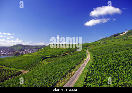 View over wine yards Stock Photo