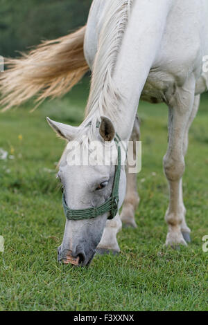 White Horse on a summer pasture Stock Photo
