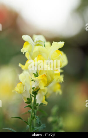 snapdragon flowers in the garden Stock Photo