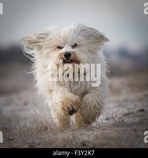 Long curly hair Stock Photo