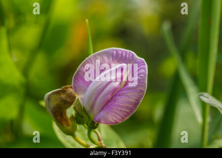 purple flower bean in garden with vine Stock Photo