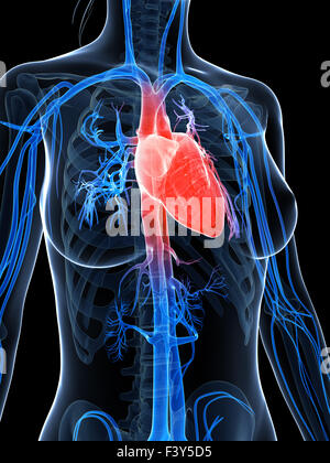 3d rendered illustration of the female heart Stock Photo