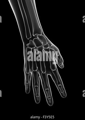 transparent female skeleton - hand bones Stock Photo