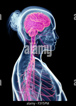3d rendered illustration of the female brain Stock Photo