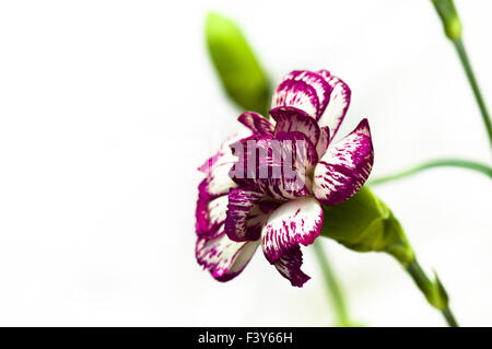 Close shot of pink and white carnation Stock Photo