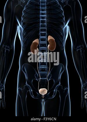 Kidneys - Male anatomy of human organs - x-ray view Stock Photo - Alamy