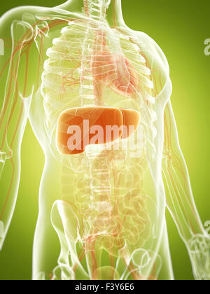 3d rendered illustration - liver Stock Photo - Alamy