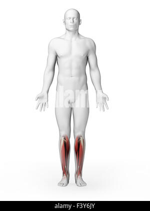 3d rendered illustration - lower leg muscles Stock Photo