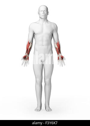 3d rendered illustration - lower arm muscles Stock Photo