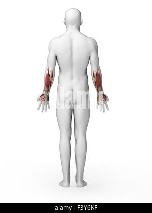 3d rendered illustration - lower arm muscles Stock Photo