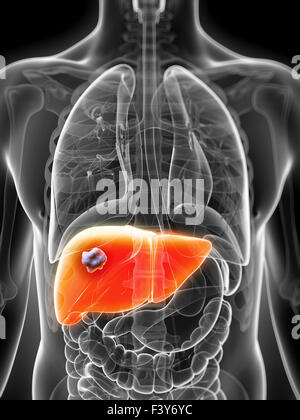 3d rendered illustration of the male liver Stock Photo