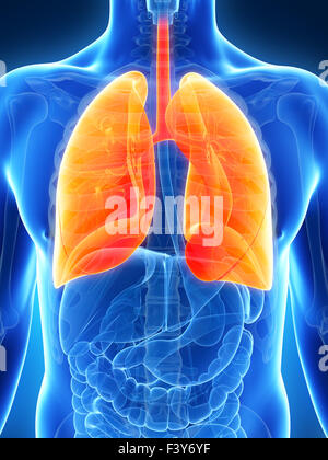 3d rendered illustration of the male lung Stock Photo