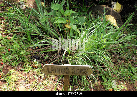 lemongrass-plant with name-sign Stock Photo