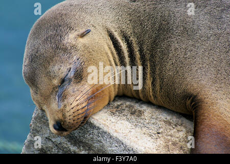 sleeping sealion, Galapagos, close-up Stock Photo