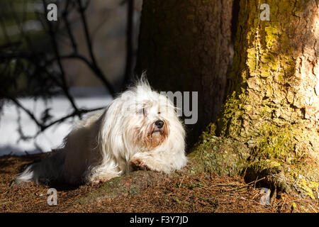 sunbathing Stock Photo