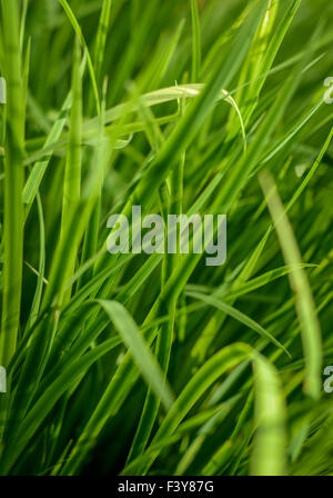 Tall Lush Grass Background Stock Photo