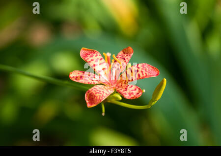 A close up shot of red orchid Stock Photo