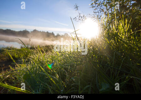 sunrise in fog on the lake shines dew Stock Photo