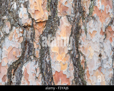 Bark texture background Scots pine Stock Photo