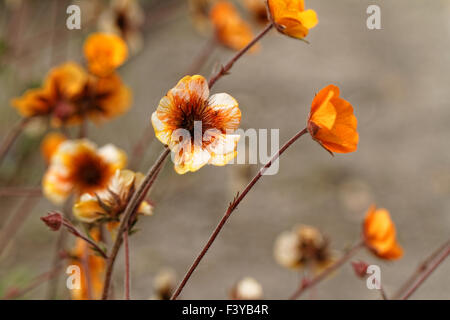 Close up photo of small orange flowers Stock Photo