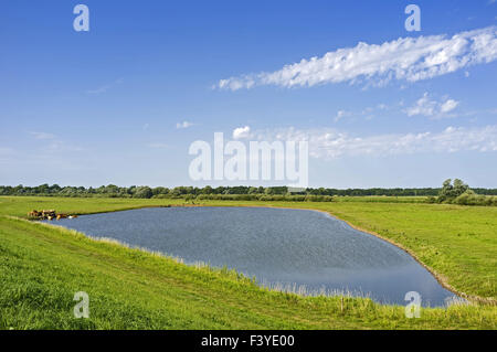 Lake, nature reserve near Boizenburg, Germany Stock Photo