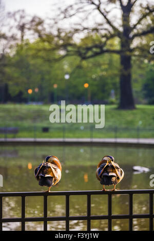 Mandarin ducks (Aix galericulata), Berlin Stock Photo