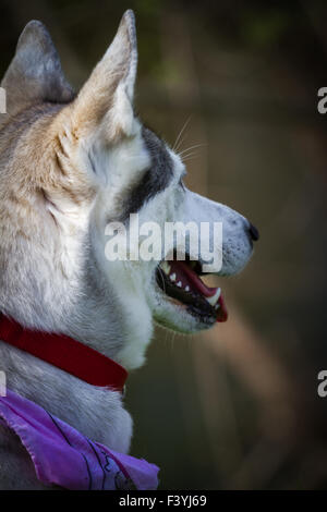 Husky Mix Stock Photo