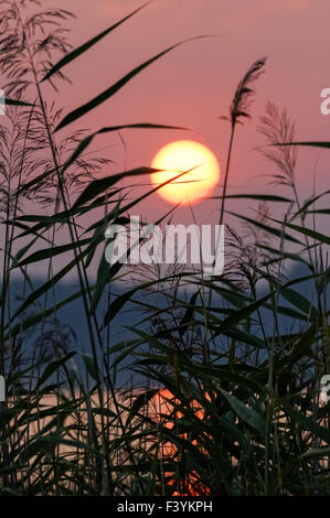 Pink sunrise over the lake and reeds Stock Photo