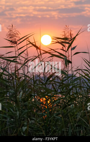 Pink sunrise over the lake and reeds Stock Photo