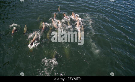 Large group of sea lions in Southeast Alaska following the hooligan run in spring shot with an aerial drone. Stock Photo