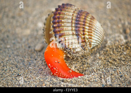 Rough cockle sea shell out of its armor Stock Photo