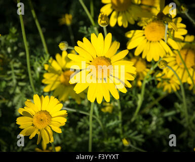Yellow daffodils Stock Photo