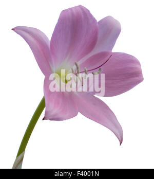 Pink lily isolated on white Stock Photo