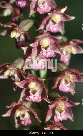 orchid dark red helleborine Stock Photo