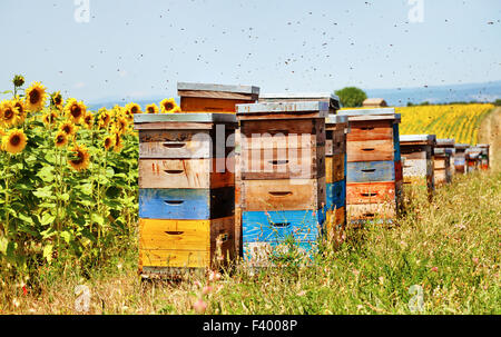 Bee hives. Stock Photo