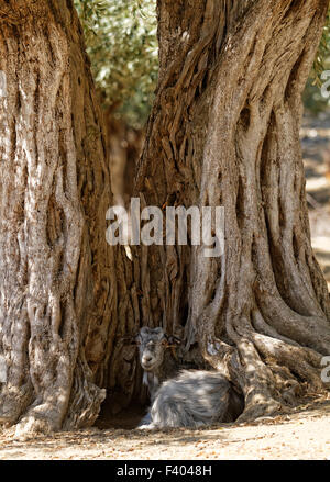 Photo of a goat in the olive grove Stock Photo