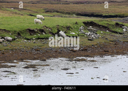 Sheep, Benbecular, Outer Hebrides, Scotland Stock Photo