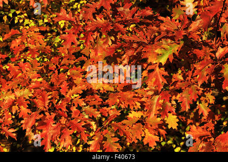Northern red oak, Quercus rubra Stock Photo
