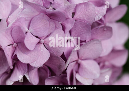 Beautiful close up photo of a pink lilac Stock Photo