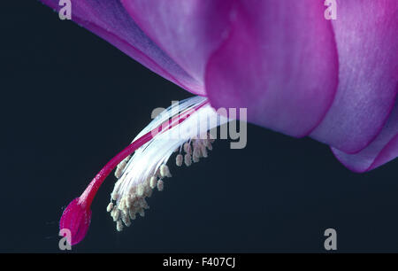 christmas cactus, flower Stock Photo