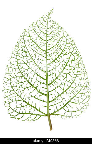 Leaf skeleton veins
