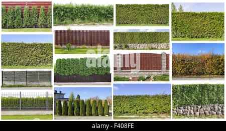 Fragments of a green  hedge set Stock Photo