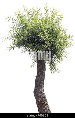 Ugly Willow tree Stock Photo