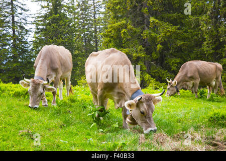 Swiss  Brown milk Stock Photo