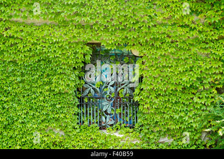 Green Leafs Window Stock Photo
