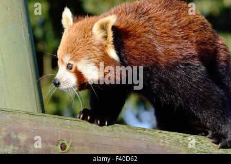 Red panda walking Stock Photo