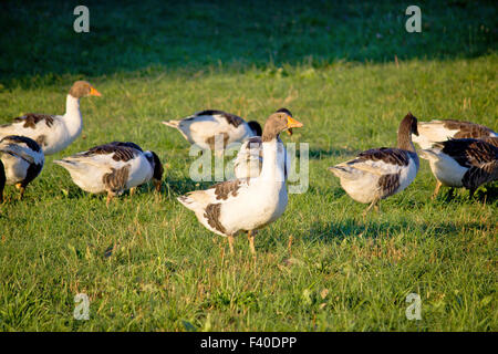 A flock of geese on green meadow Stock Photo
