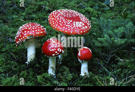 mushroom,  red fly agaric, Amanita muscaria Stock Photo