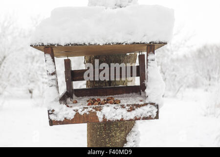 Hazelnuts in a manger for squirrels. Stock Photo